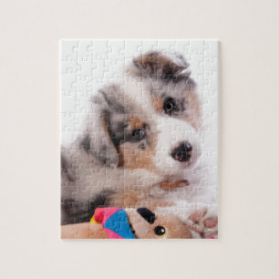 Austran shepherd puppy legpuzzel