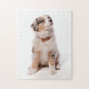 Austran shepherd puppy legpuzzel