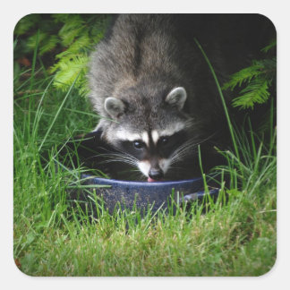 Autocollant à boisson Raccoon