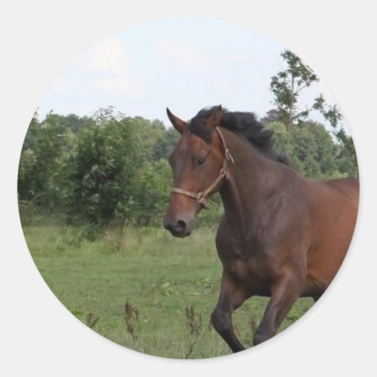 Autocollant à cheval de la baie (Devant)
