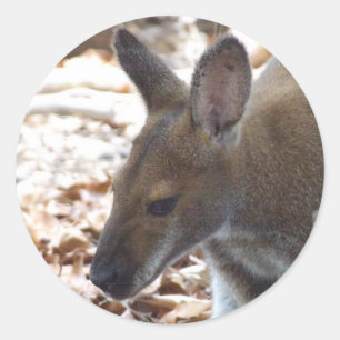 Autocollant à col rouge de wallaby