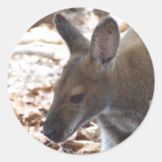 Autocollant à col rouge de wallaby (Devant)