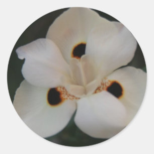 autocollant à fleurs blanches