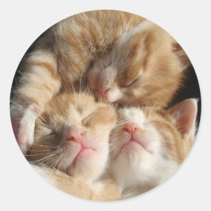Autocollant à mordant Kitten