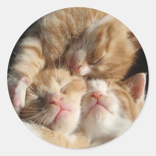 Autocollant à mordant Kitten (Devant)