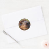 Autocollant Alpaca (Enveloppe)