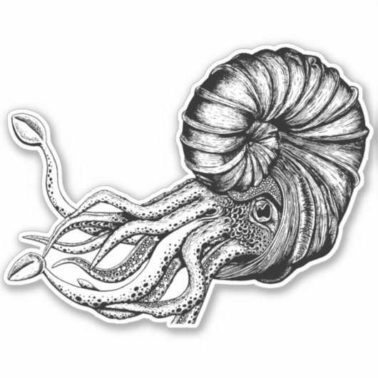 Autocollant ammonite (Devant)