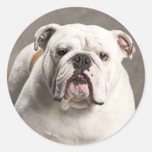 Autocollant Amour Chien Chien Chien Chien Chien An