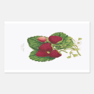 Autocollant antique d'impression de fraise