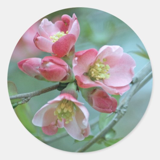 Autocollant Apple Blossom #P0356 (Devant)