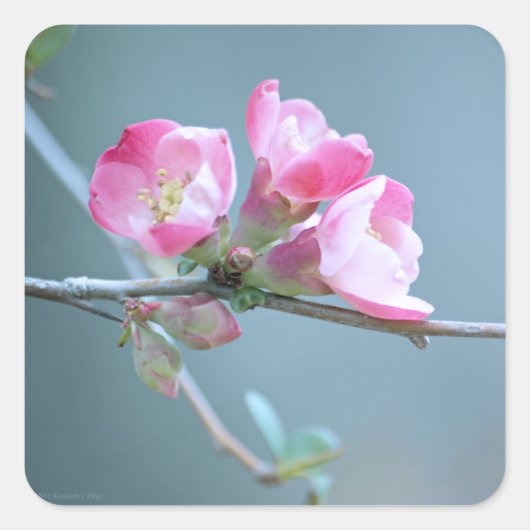 Autocollant Apple Blossom #P0358 (Devant)