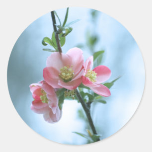 Autocollant Apple Blossom #P0365