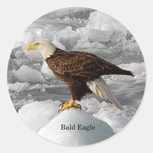 Autocollant Bald Eagle (Devant)