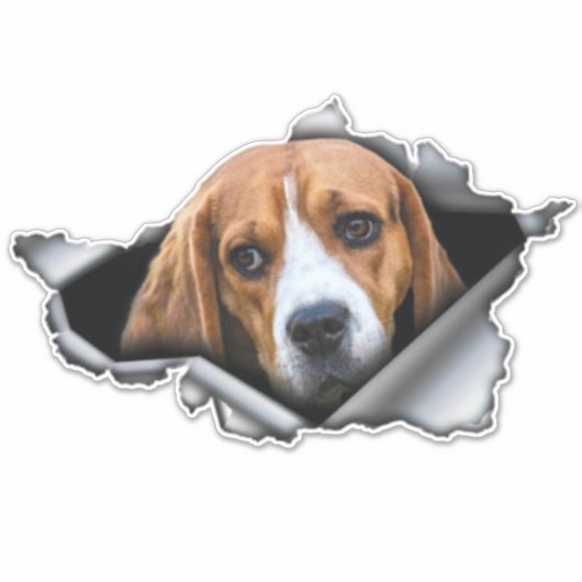 autocollant beagle, aimant Beagle, autocollant Bea (Devant)