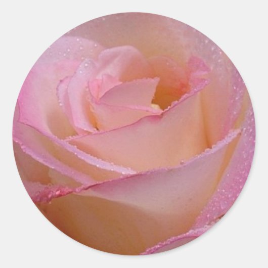 Autocollant Belle rose rose rose (Devant)