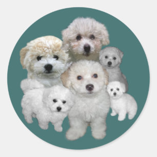 Autocollant Bichon Frise Puppies