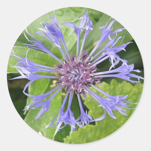 Autocollant bleu Cornflower (Devant)
