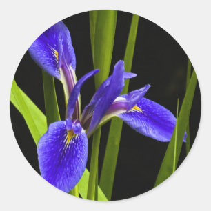 Autocollant bleu Iris