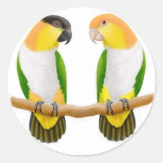 Autocollant Caique Parrot Love (Devant)
