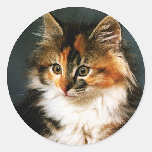 Autocollant Calico Kitten (Devant)