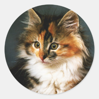 Autocollant Calico Kitten