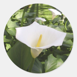 Autocollant Calla-Lily