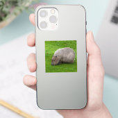 Autocollant Capybara (Téléphone)
