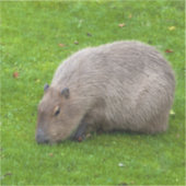 Autocollant Capybara (Recto)