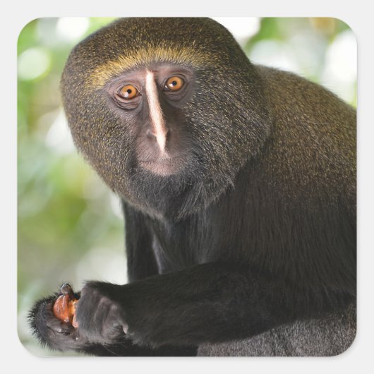 Autocollant carré de carte postale pour singe à vi (Devant)