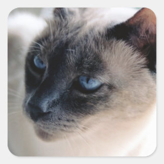 Autocollant Carré de chats de Siamese Aloof