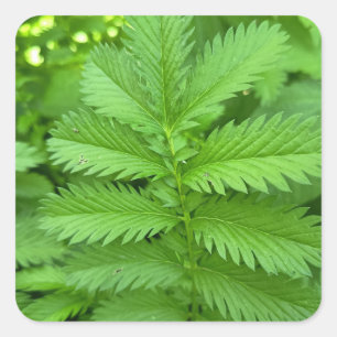 Autocollant carré de feuilles botaniques vertes
