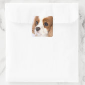 Autocollant Cavalier King Charles Spaniel Fille Mi (Sac)