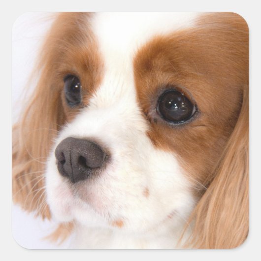 Autocollant Cavalier King Charles Spaniel Fille Mi (Devant)