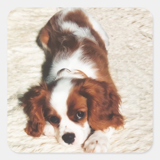 Autocollant Cavalier King Charles Spaniel Little O (Devant)