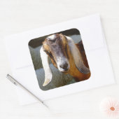 autocollant chèvre 2 (Enveloppe)