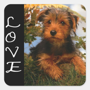 Autocollant Chien Airedale Terrier chiot Noir Amou