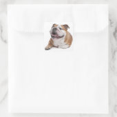 Autocollant Chien Chien Chien Chien Chien Chien Ch (Sac)