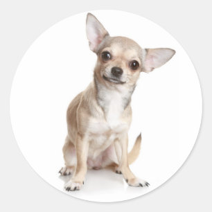Autocollant Chien Chihuahua Félicitations