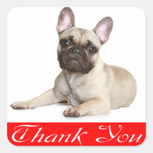 Autocollant Chien Chiot Bouledogue Français Merci