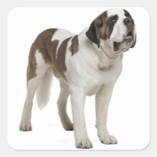 Autocollant Chien chiot Saint-Bernard