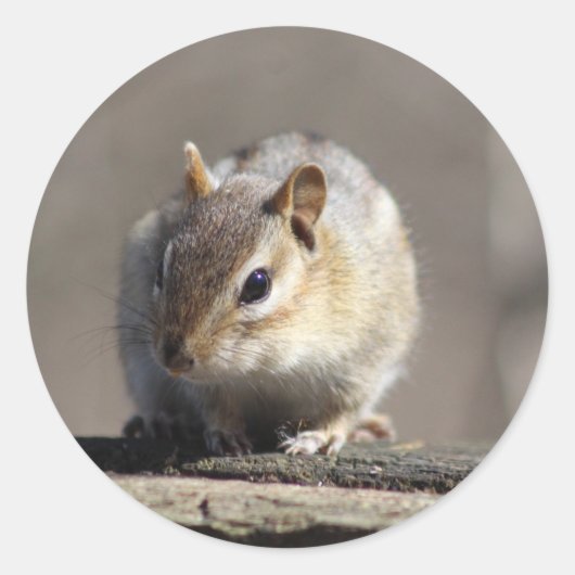 Autocollant Chipmunk (Devant)