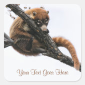 Autocollant : Coatimundi #5 (Carré) (Devant)