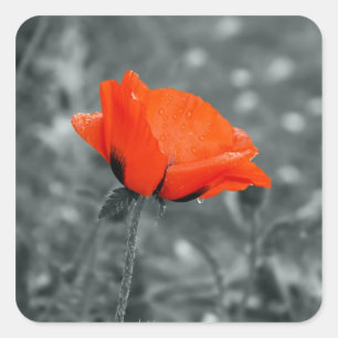 Autocollant Coquelicot