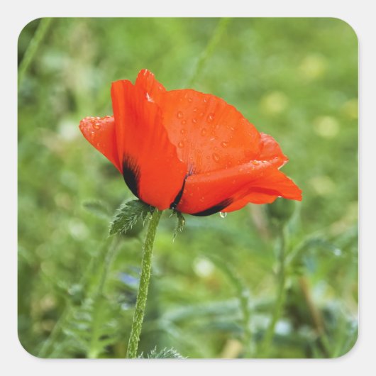 Autocollant Coquelicot (Devant)