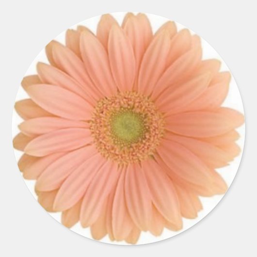 Autocollant Coral Gerbera Daisy (Devant)