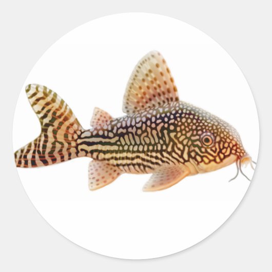 Autocollant Corydoras Sterbai Catfish (Devant)