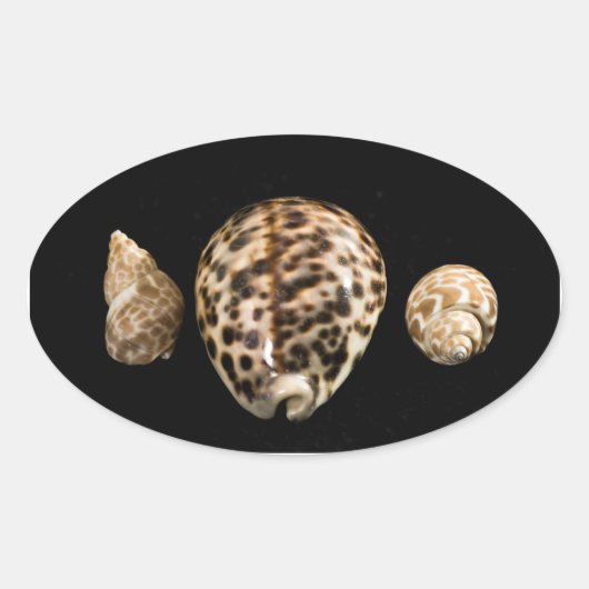 Autocollant Cowrie Cones 2 (Devant)