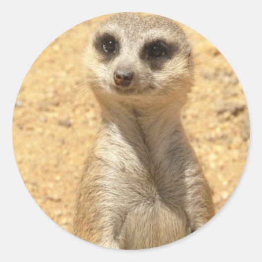 Autocollant Curieux Meerkat (Devant)