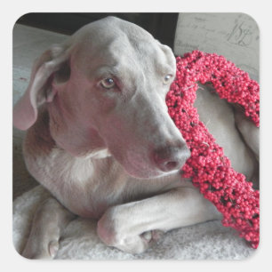 Autocollant d'amour de Rain - Chien Weimaraner