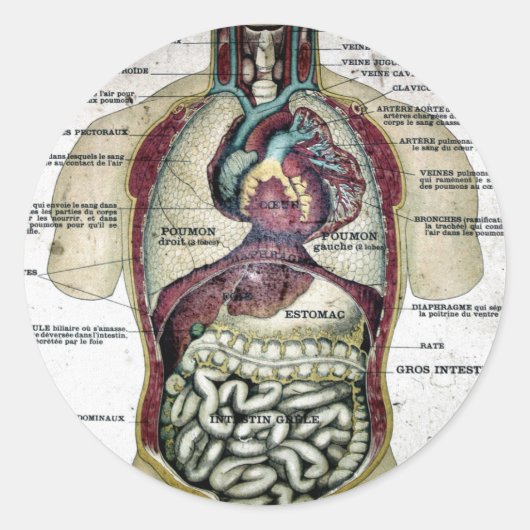 Autocollant d'anatomie vintage (Devant)